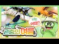 자연관찰 곤충의 여름ㅣThe Summer of Insectsㅣ자연관찰ㅣ 매미ㅣ장수풍뎅이ㅣ반딧불이ㅣ잠자리ㅣCicadaㅣRhinoceros BeetleㅣFireflyㅣDragonfly