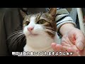 【656日目】今日も腎臓病と闘うミュウちゃん 猫 ねこ cat cute 猫の腎臓病 慢性腎臓病猫 猫のいる暮らし 保護猫 強制給餌 猫服