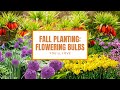 Fall Planting: 6 Flowering Bulbs You'll Love 🌻💛