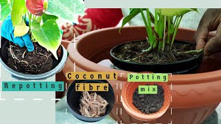 How Should I Repot My Anthurium?|Laceleaf Plant