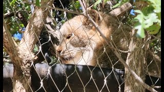 Cheyenne Mountain Zoo in Colorado Springs Part 11!! (Asian Highlands)