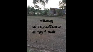 விவசாயம் நாற்றங்கால் விதை பாவும் முறை | விவசாயம் | விவவசாயத்தின் வரலாறு முதல் கட்டம் |