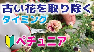 【初心者さん】ペチュニアの傷んだ花の見方と手入れ方法【ペチュニア通年】