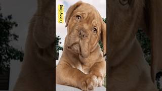 funny dog 🐕🔥🔥😭 funny dog videos || funny animals videos