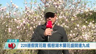 228連假賞花趣 楓樹湖木蘭花盛開達九成