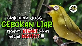 Ciak Ciak Joss Kecial Kuning GEBOKAN LIAR Ampuh Naikin BIRAHI Bikin JOSS NGOTOT‼️