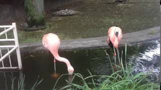 2018.5.3. こども動物園 の3 フラミンゴ