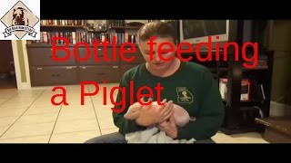 Feeding An Orphan Piglet