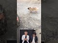 運動神経がいい犬が面白すぎるwww