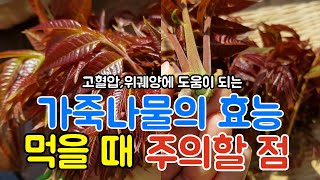 고혈압에 좋은 향긋한 봄나물~ 모르면 지나치기 쉬운 가죽나물의 효능과 부작용