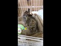 癒し動画 ふみふみ・すりすり🐱ねこ