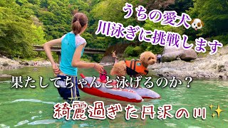 透明度抜群の川で愛犬と泳ぐ！犬専用のボディーボードを試してみた@kokopichannel7168