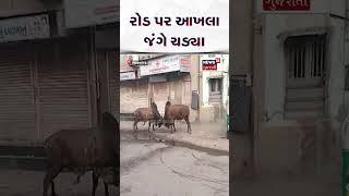 Bhavnagar News | રોડ પર આખલા જંગે ચડ્યા | Gujarat | Gujarati News | News 18  Gujarati | N18S