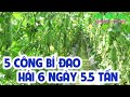 5 CÔNG BÍ ĐAO - HÁI 6 NGÀY 5.5 TẤN - NHÀ NÔNG VIỆT THỰC HIỆN