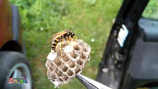 Wasps nest