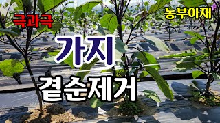 [가지재배] 가지곁순제거, 가지순작업 가지순치는법[71] #가지  #재배기술