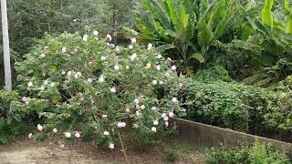 重瓣山芙蓉花的一生