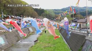 大谷川上空を泳ぐ鯉のぼり