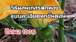 วิธีผสมเกสรฟักทอง แบบละเอียดทุกขั้นตอน ติดผล 100%