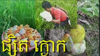 ដើរបេះផ្សិតក្ងោកយកធ្វើម្ហូប