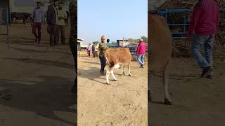 Contact Number +91 95308-01956 #sidakdairyfarming #cow #beautifulanimal #punjabi