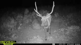 Velvet Bull Elk Roaming At Night | Cellular Trail Camera Video