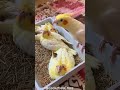 Heartwarming Moment: Cockatiel Serenades Chicks with Sweet Melodies 🥰