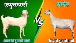 jamunapari vs saanen goat || jamunapari goat || jamnapari bakri || Jamunapari bakri | जमुनापारी बकरी