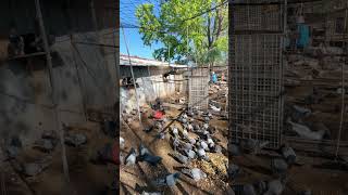 Hmong Oklahoma Pigeon  Farm