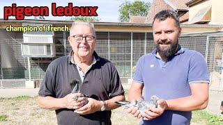 Ledoux Gérard \u0026 Fils Racing Pigeons: Top French Champions | National \u0026 International Success .