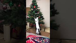 【猫動画】クリスマスツリーを出した時の猫の反応 #shorts #猫 #cat #クリスマス