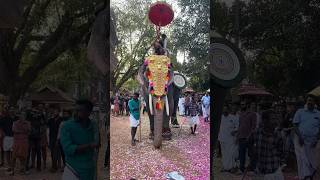 കിഴൂട്ട് ശ്രീകണ്ഠൻ😍kizhoot sreekantan #kerala #elephant #trending #pooram