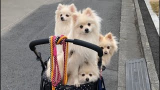 【ポメラニアン家族】犬の家族とお散歩🐕もふもふわんこ達🐶