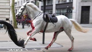 Галопом по Лондону: кавалерийские лошади отправились в \