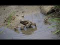 the greater painted snipe breeding babies and sprayed wings，彩鷸育雛及展翅