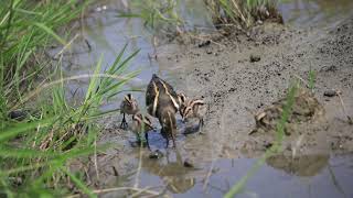 The Greater painted-snipe breeding babies and sprayed wings，彩鷸育雛及展翅