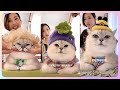 【芬儿头是猫不是猪直播名场面】第 1 期  比人还精的猫 好可爱的芬宝儿～ #招财猫 #这个猫头好上头 #萌到爆炸了💥