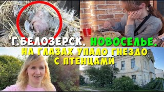 Влог. г. БЕЛОЗЕРСК. Новоселье. На глазах упало ГНЕЗДО с птенцами.