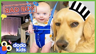 Can A Big Bad Dog Become the Best Big Brother? | Animal Videos For Kids | Dodo Kids