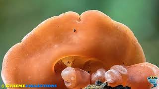 The Judass Ear Auriculariales Fungus