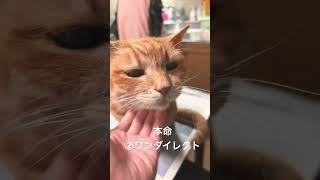 猫ちゃんの2023年弥生賞ディープインパクト記念予想。本命はワンダイレクト！#ねこ #ねこ部 #ねこのいる生活 #森香澄 #shorts ＃競馬#弥生賞