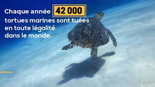 5 infos sur les tortues marines