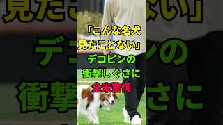 「こんな名犬見たことない」デコピンの衝撃しぐさに全米驚愕