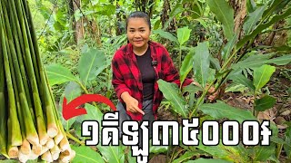 បណ្ដូលក្រវាញ១គីឡូជិត៤ម៉ឺន៛ ដាំជាង៥០០គុម្ពនៅលើភ្នំ ដើម្បីអភិរក្សពូជក្រវាញខ្មែរ និងអាចកាត់លក់បានវិលជុំ