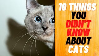 10 Things About Kittens You Didn't Know