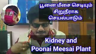 Kidney disorders |Cat Whiskers | Orthosiphon | Ravana Meesai | JavaTea | Seeraga Thulasi | பூனை மீசை