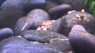 rhinogobius candidanius female digging a hole