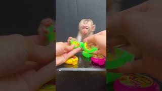 Baby Monkey Cute Review Bubble Gum