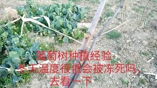 葡萄树种植经验-冬天温度很低会被冻死吗，去看一下