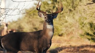 Rattling in the Rut